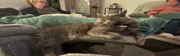Maine Coon cats for sale: Male Maine coon  - Advert 4