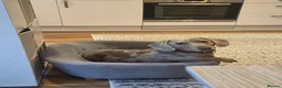 Miniature Dachshund dogs for sale: GUCCI in Wolverhampton - Advert 3