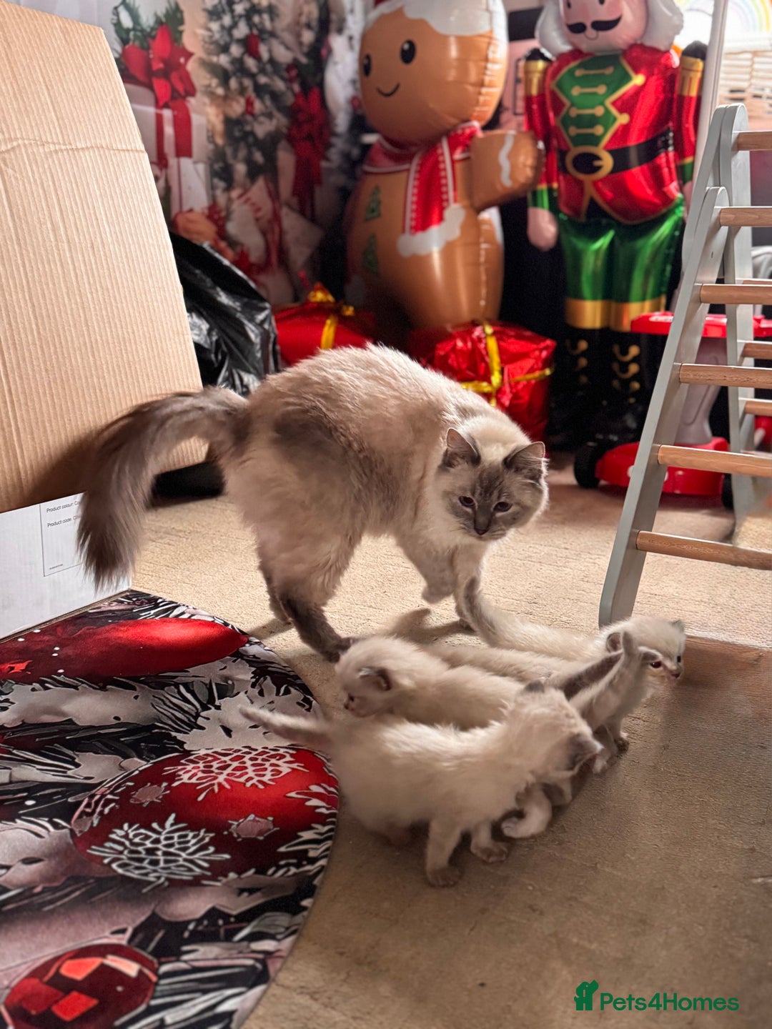 Ragdoll cats for sale: Ragdoll Kittens Looking for comfy Sofas 🐾 - Advert 2