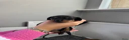 Miniature Dachshund dogs for sale: Beautiful Miniature Dachshund Puppies - Advert 11