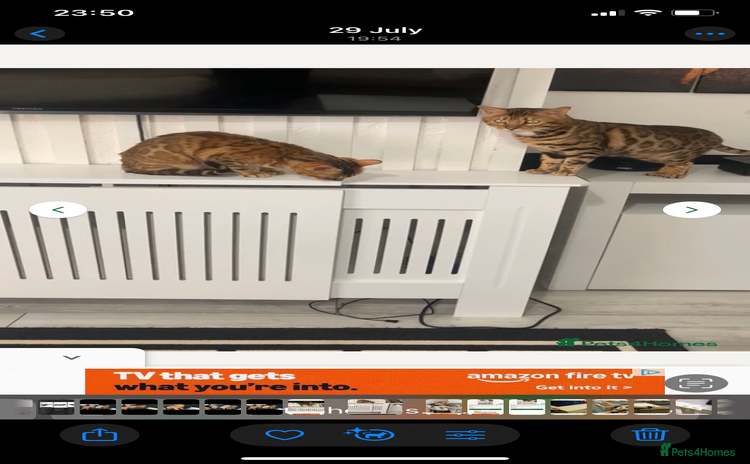 Bengal cats - Advert 1