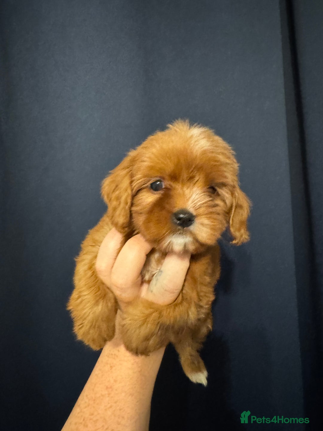 Mixed Breed dogs for sale: Cavapoo puppies  - Advert 5