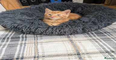 Mixed Breed cats - Advert 16