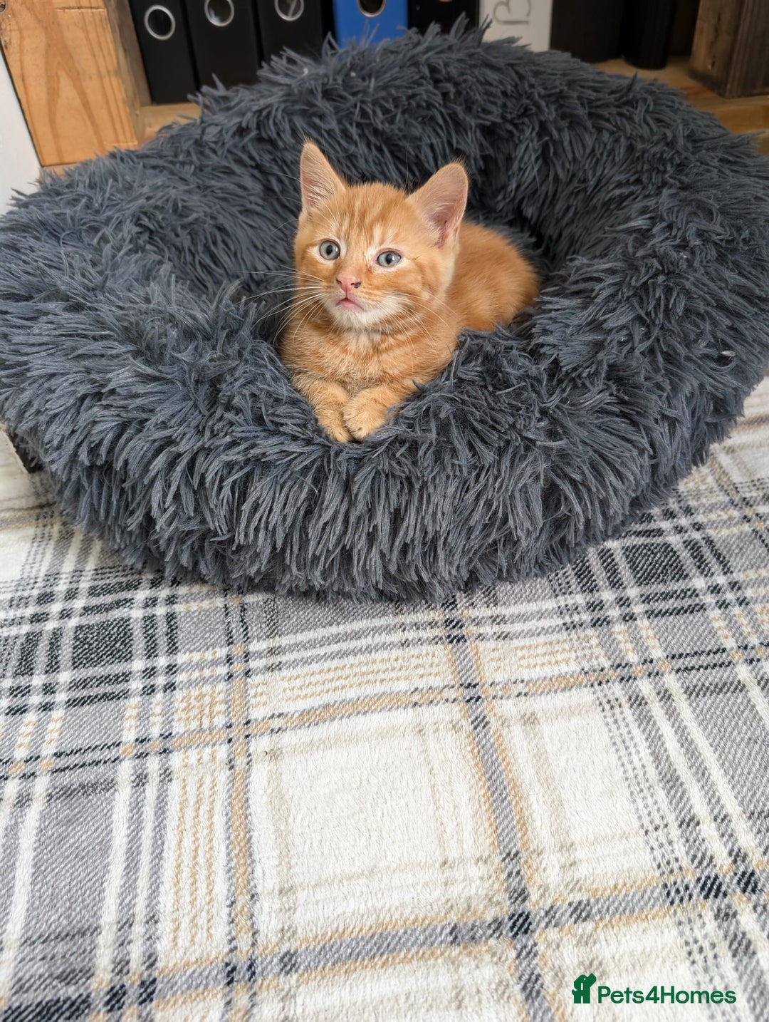 Mixed Breed cats for sale: Beautiful healthy kittens 😍😍 - Image 3