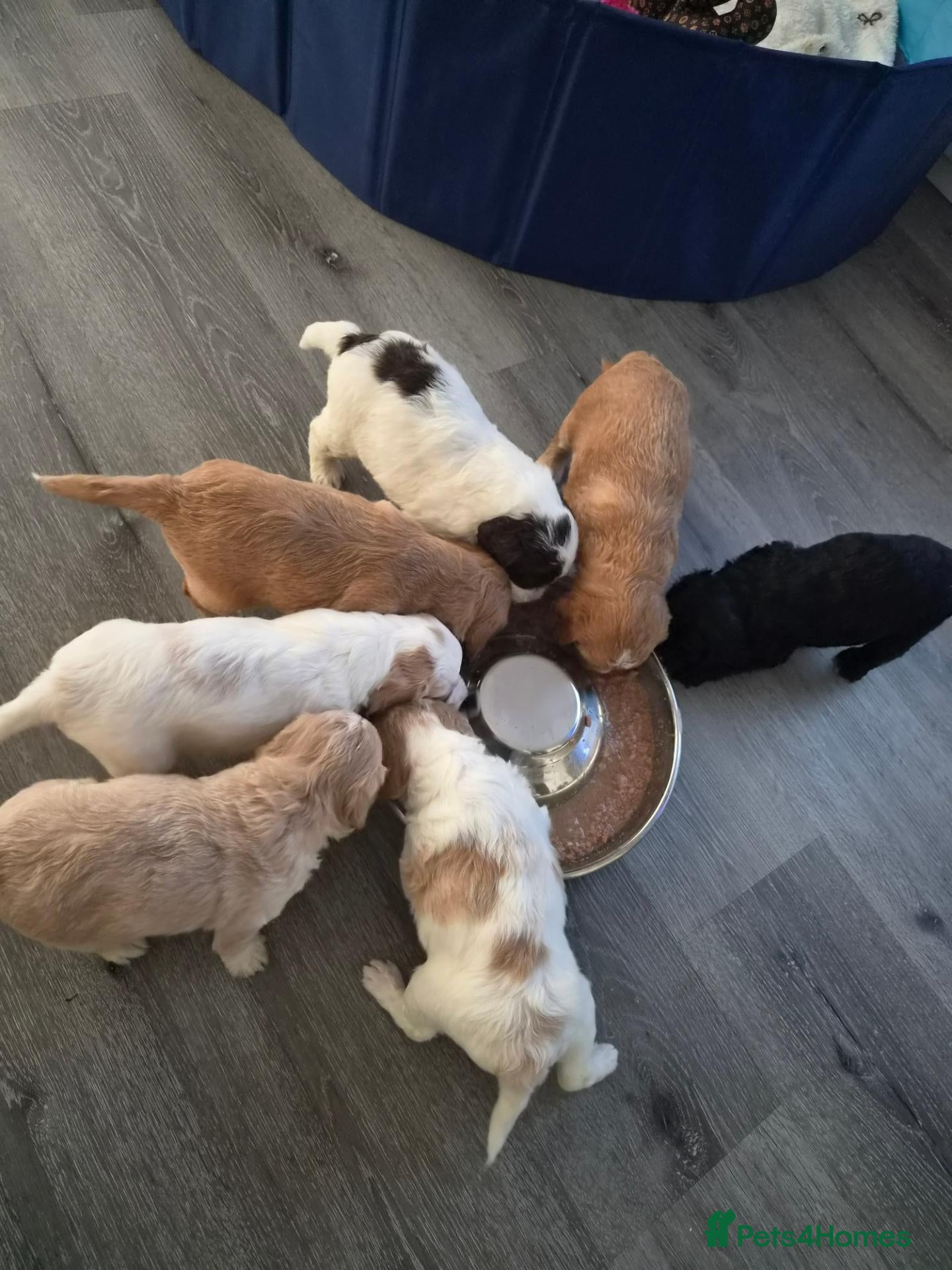 Cockapoo dogs ✨️ F1 COCKAPOO PUPPIES ✨️ - Advert 2