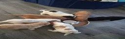 Cockapoo dogs for sale: ✨️ F1 COCKAPOO PUPPIES ✨️ - Advert 2
