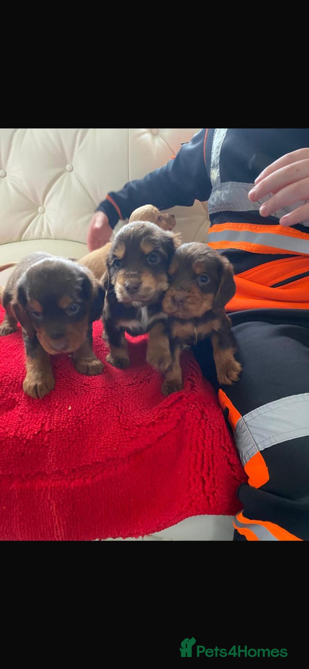 Cocker Spaniel dogs for sale: Beautiful litter of cocker spaniel puppys - Advert 16