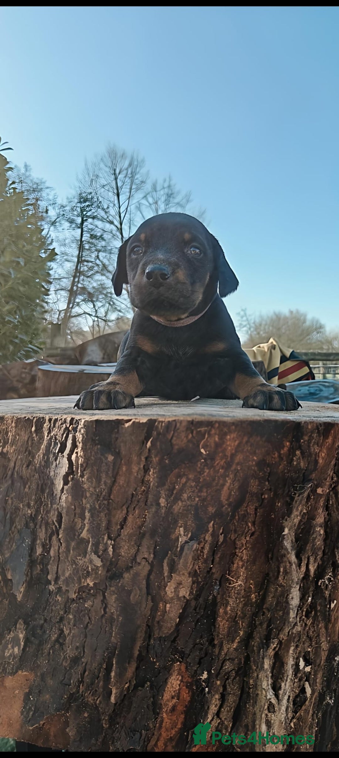 Mixed Breed dogs for sale: Beauceron/Doberman Pups - Image 8