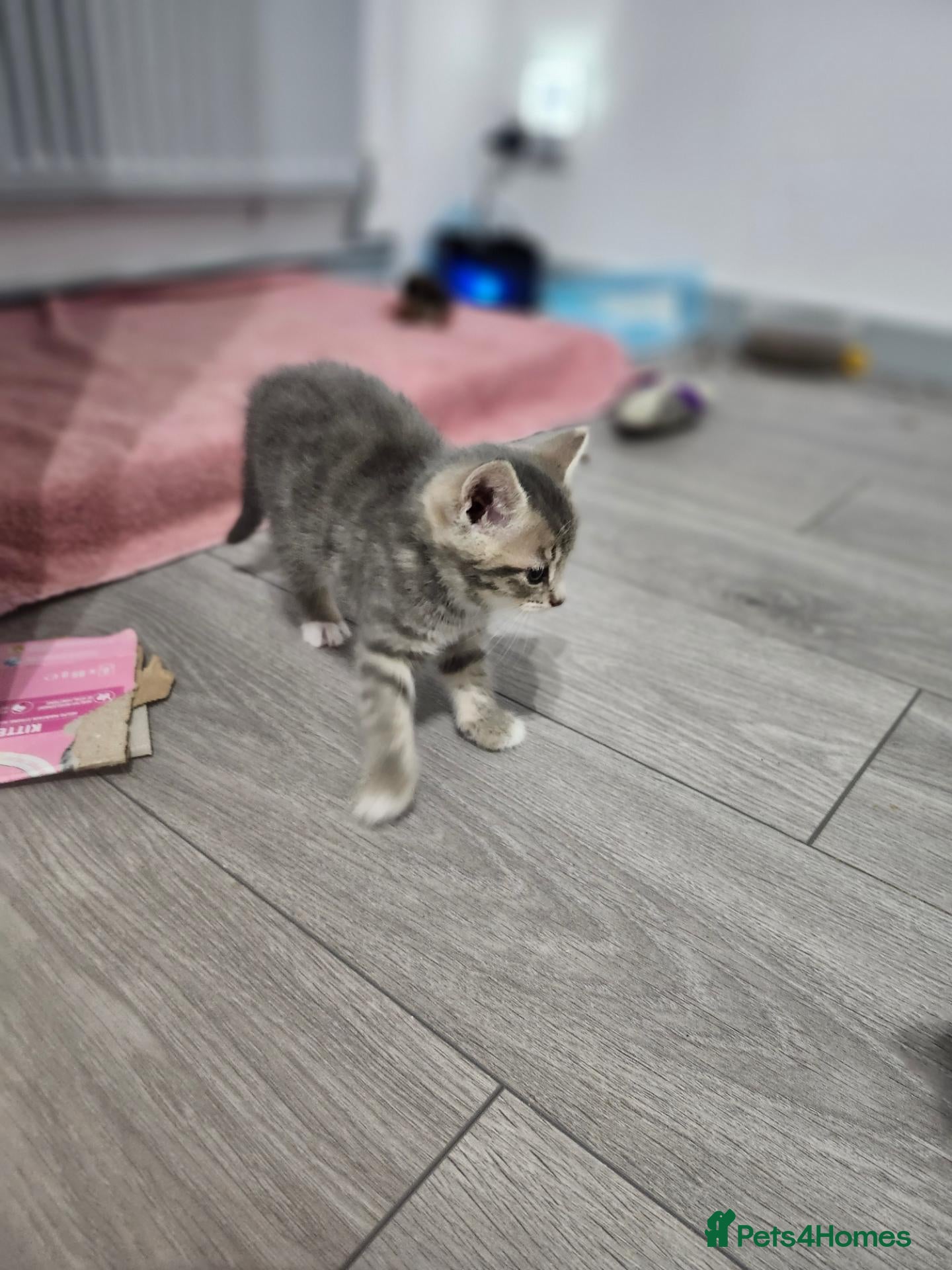 Mixed Breed cats for sale: Brittish shorthair cross - Advert 2