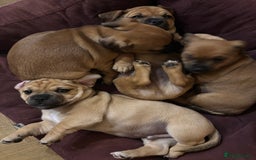 Jug dogs for sale: Jug puppy for sale - Image 3