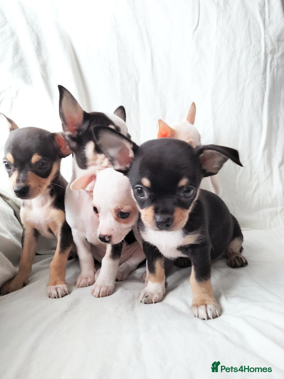 Chihuahua dogs for sale: Gorgeous Baby Chihuahua puppies  - Image 35