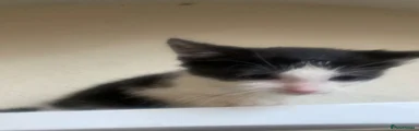 Mixed kitten