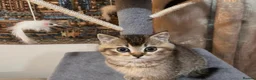 British Shorthair cats for sale: ✨ Premium British Shorthair Kittens ✨ - Advert 8