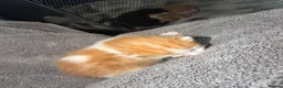 Mixed Breed cats for sale: 6 beautiful kittens  - Advert 7