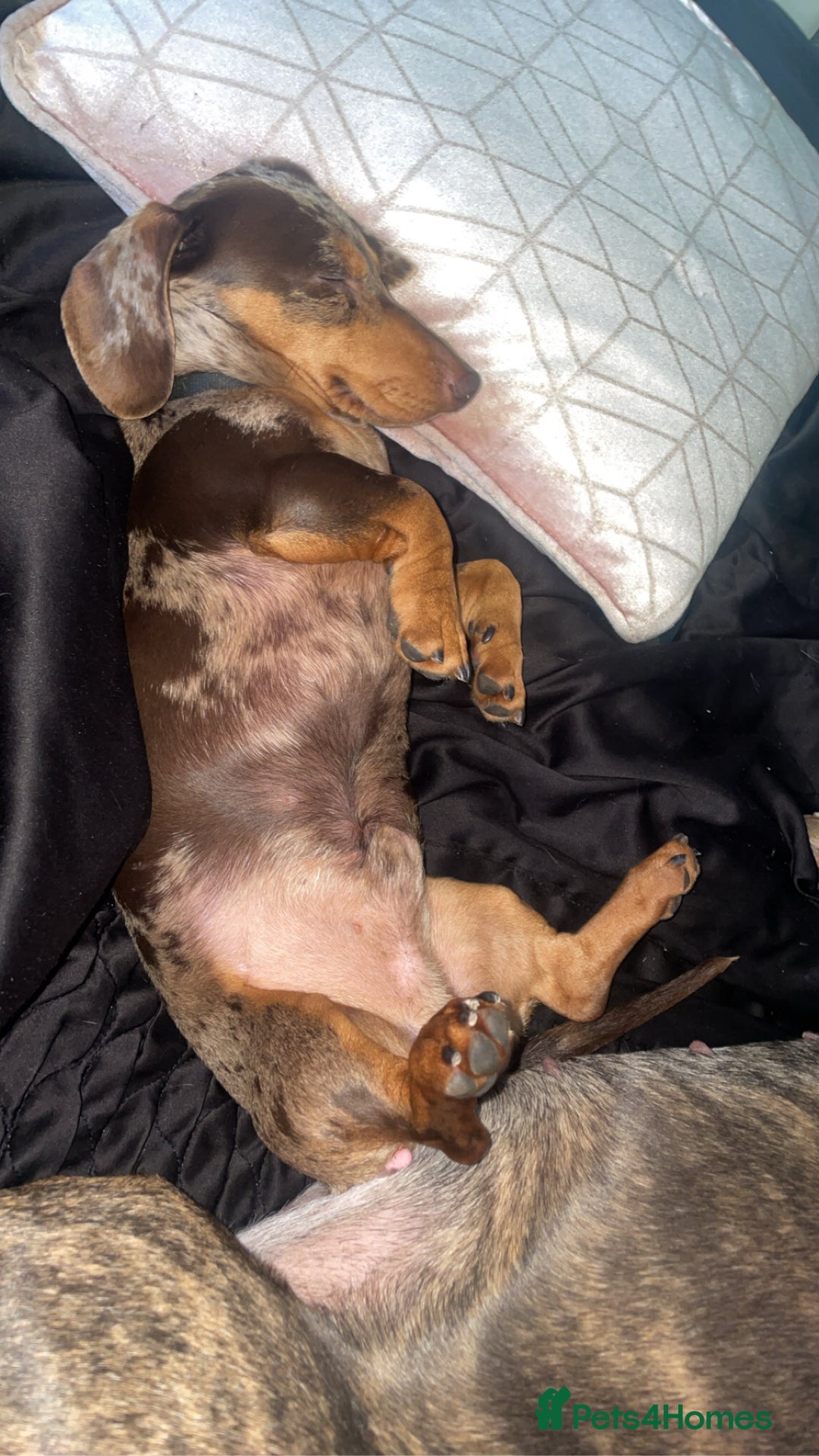 Dachshund dogs for sale: Miniture daschaund - Advert 1