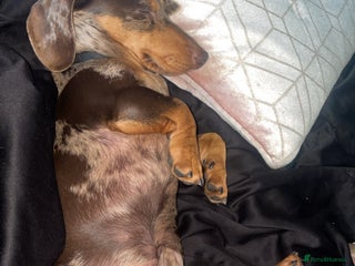 Dachshund dogs Miniture daschaund - Advert 1