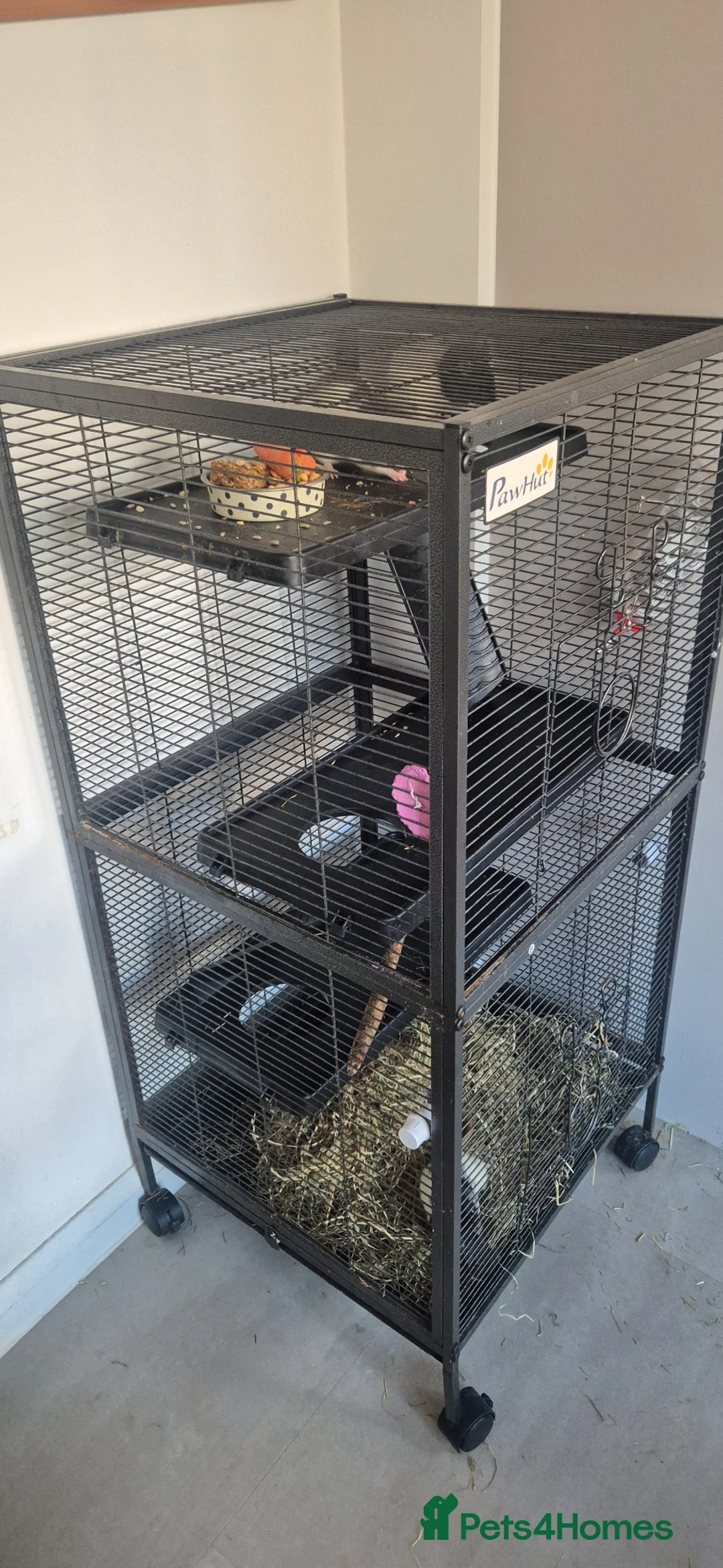 Rat rodents for sale: 3 female rats  - Advert 4