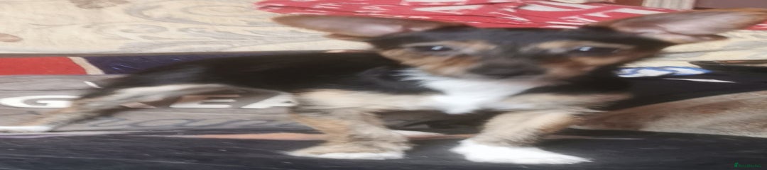 Jack Russell Puppy 1