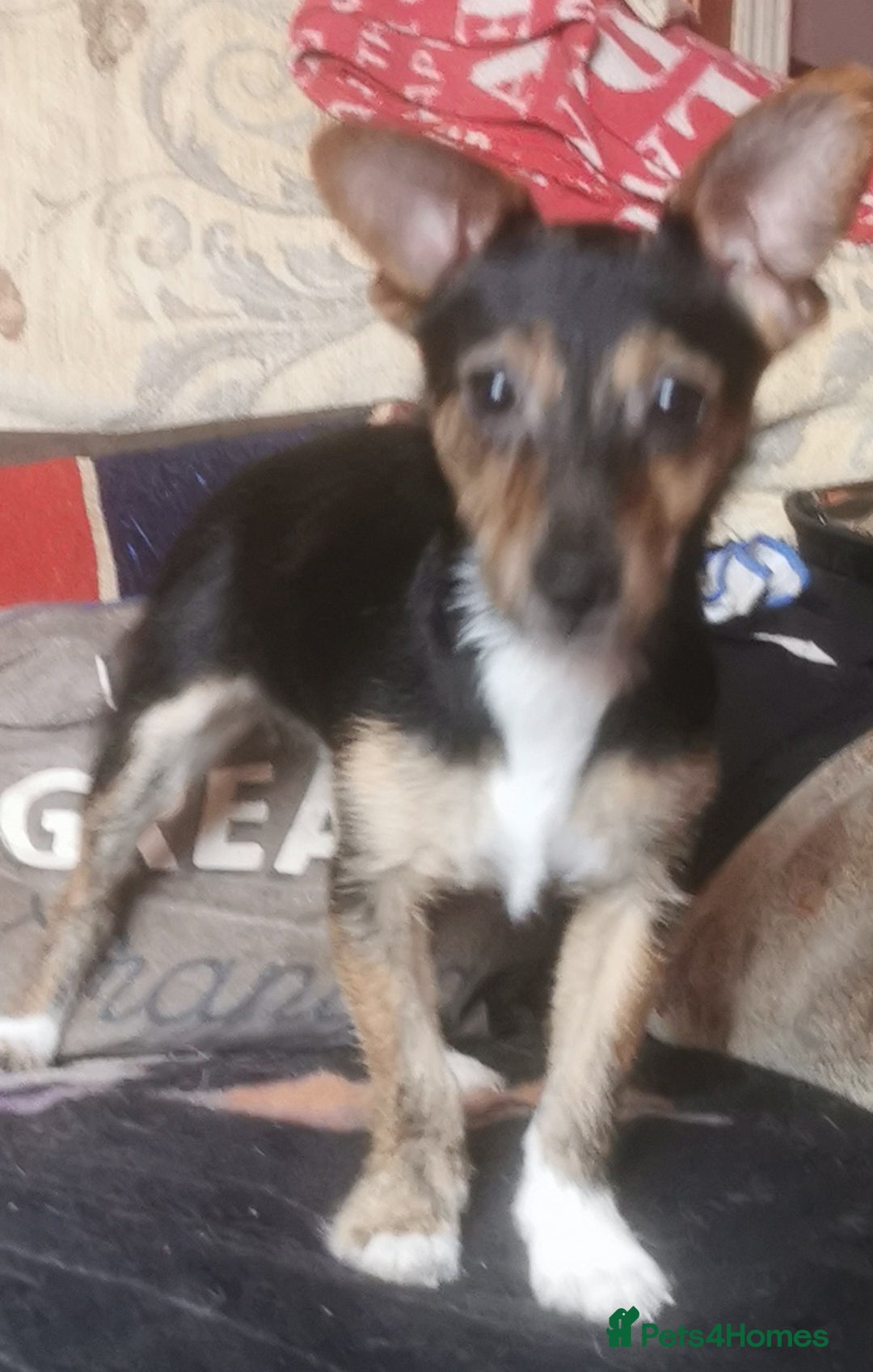 Jack Russell dogs for sale: Jack Russells puppies  - Image 1