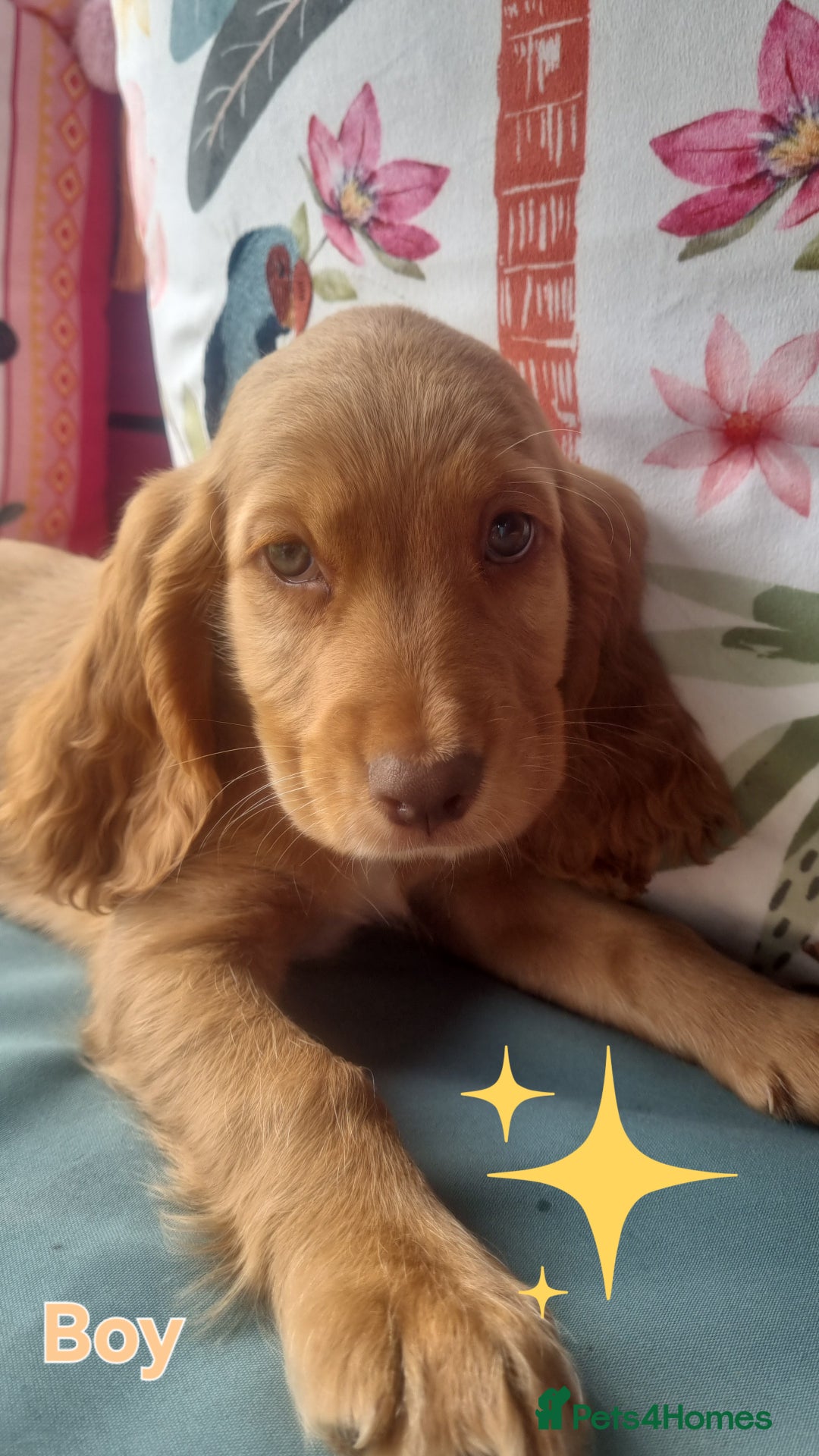 Cocker Spaniel dogs for sale: 🐶PRA FA HEALTH TESTED Show Cocker Spaniels Ready - Image 14
