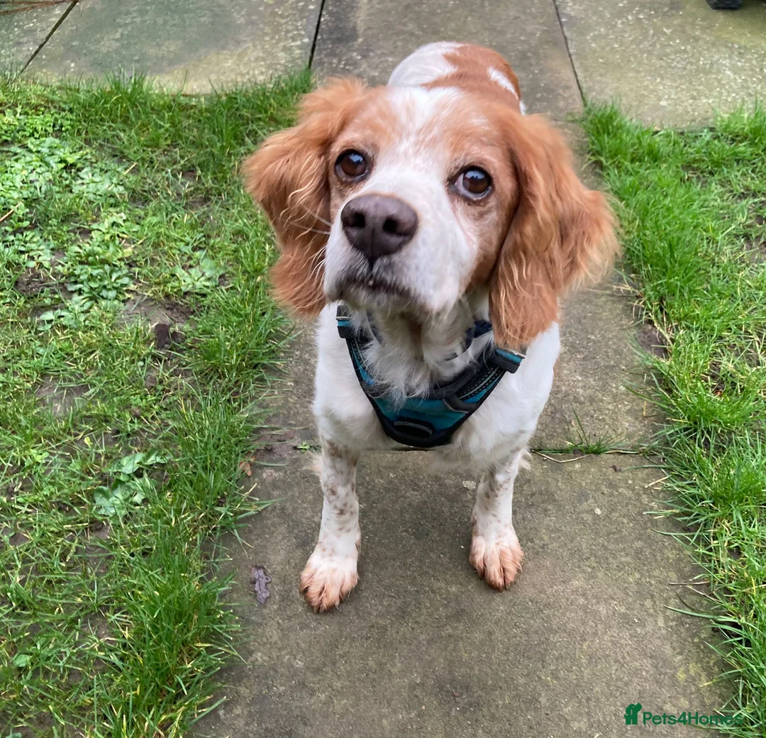 Brittany Spaniel dogs for adoption: Onil, a gorgeous Brittany - Advert 10