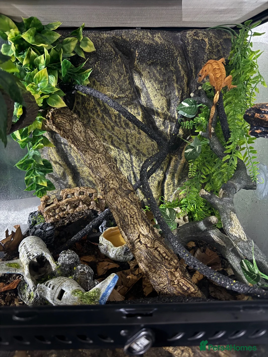 Gecko reptiles for sale: *Young Crested Gecko and Setup*  in St. Neots - Advert 9