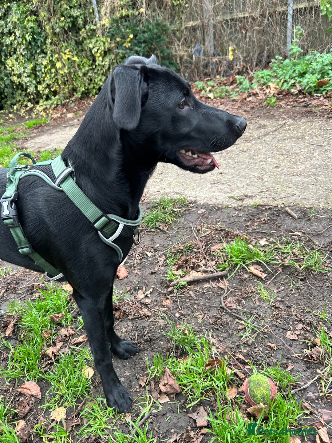 Borador dogs for sale: Labrador/Border Collie Puppy - Advert 1