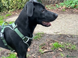 Borador dogs Labrador/Border Collie Puppy - Advert 1