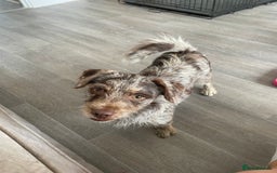 Chiweenie dogs for sale: Puppy for sale  - Image 3
