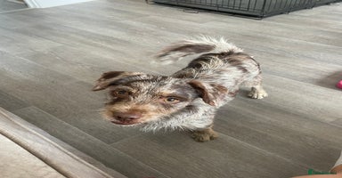 Chiweenie dogs - Advert 5