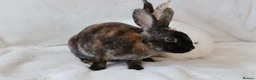 Rex rabbits for sale: Gorgeous mini rex boy - Advert 5