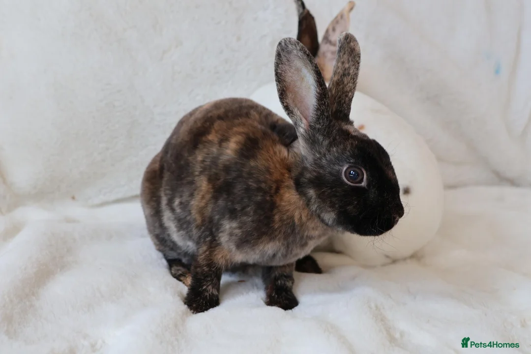Rex rabbits for sale: Gorgeous mini rex boy - Advert 5