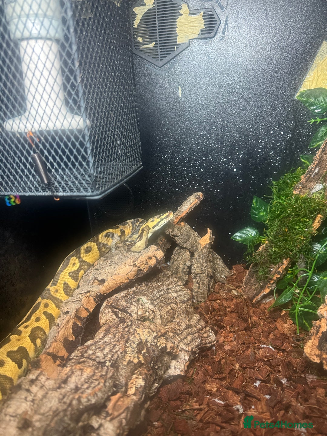 Python Snake reptiles for sale: Beautiful male inferno morph ball python  - Advert 5