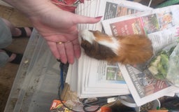 Guinea Pig rodents for sale: Beautiful mixed baby guinea pigs - Image 5