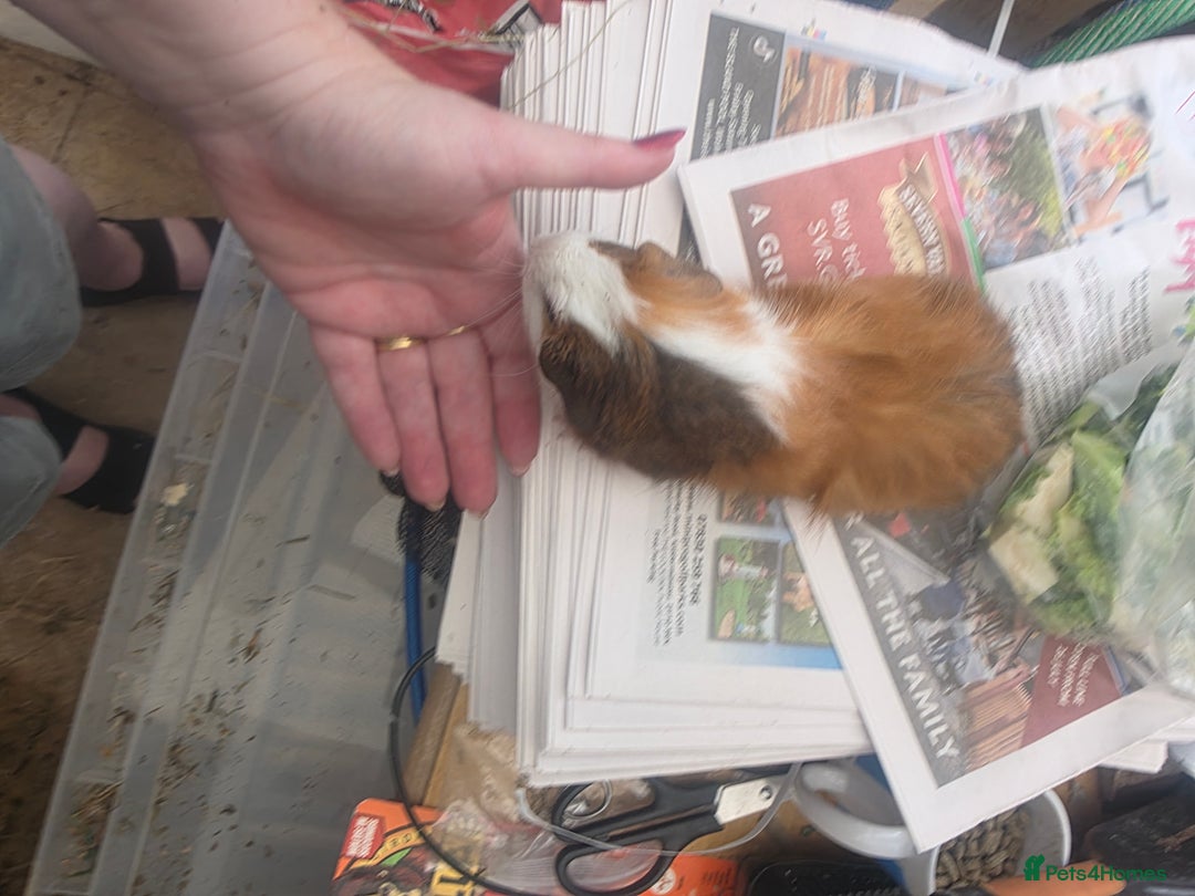 Guinea Pig rodents for sale: Beautiful mixed baby guinea pigs - Image 5