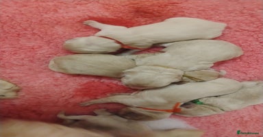 Golden Retriever dogs - Advert 11