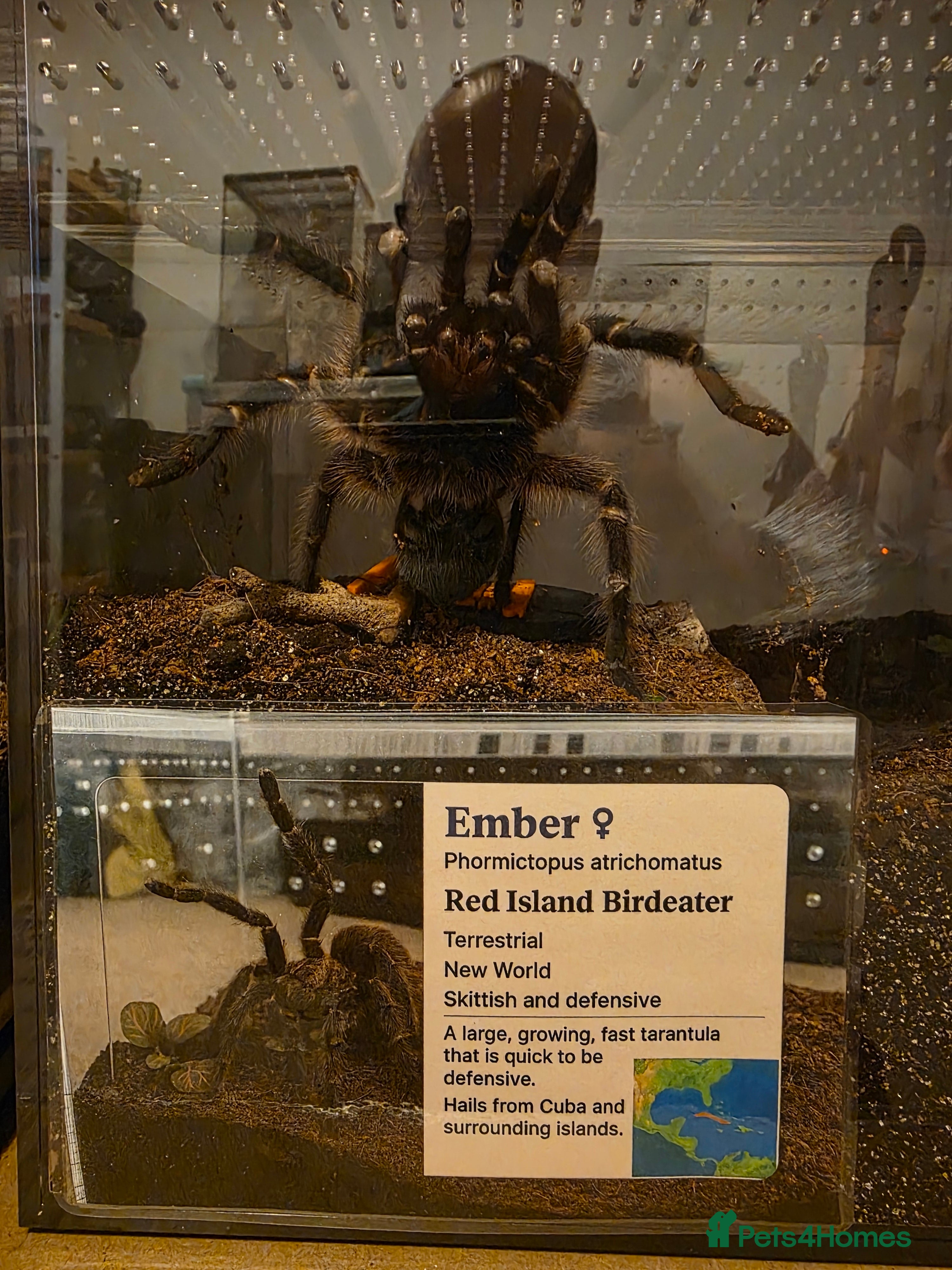 Tarantulas invertebrates Phormictopus atrichomatus Red Island Birdeater AF  - Advert 2