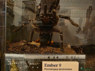 Tarantulas invertebrates Phormictopus atrichomatus Red Island Birdeater AF - Advert 4