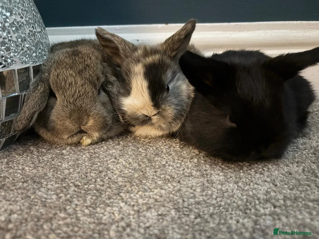 Mini Lop rabbits for sale: Baby mini lops in Bradford - Advert 7