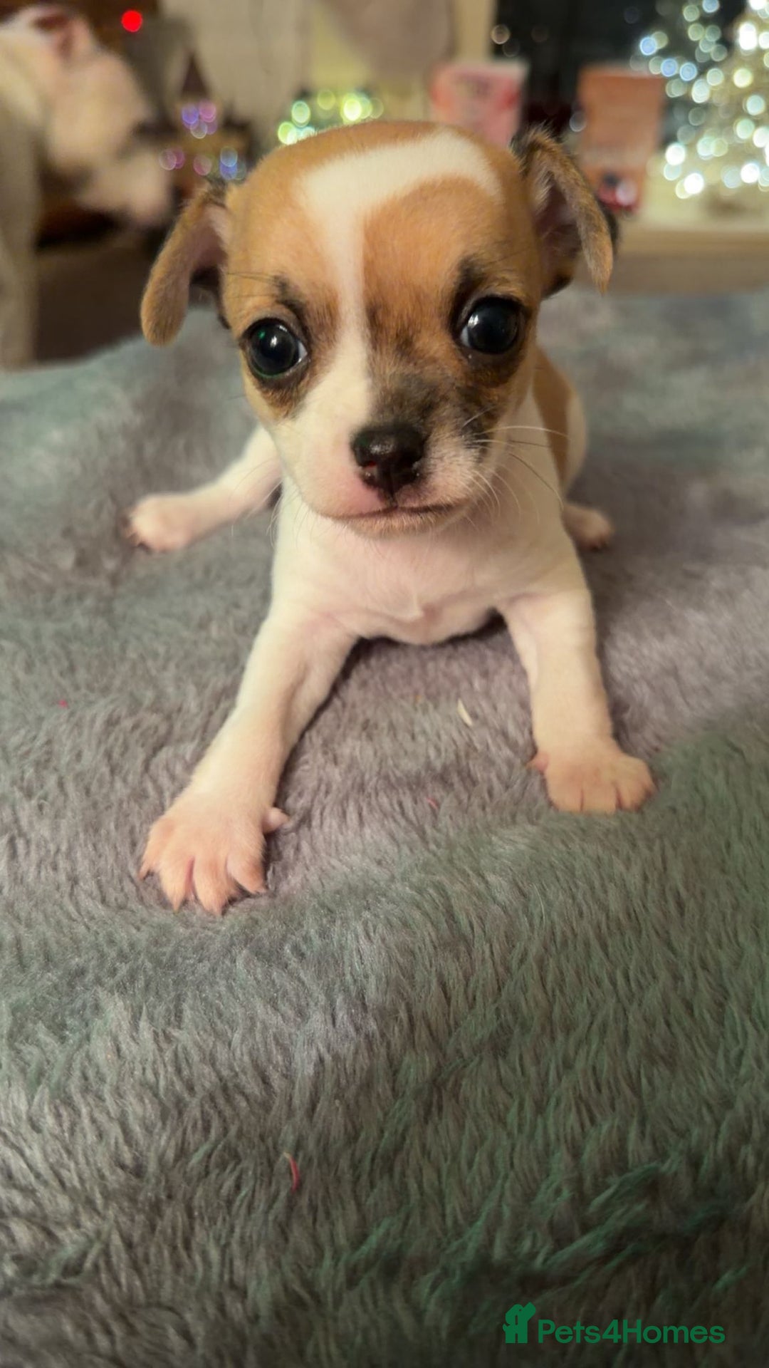 Chihuahua dogs for sale: 3 boys and 2 girls looking for there forever home - Advert 3