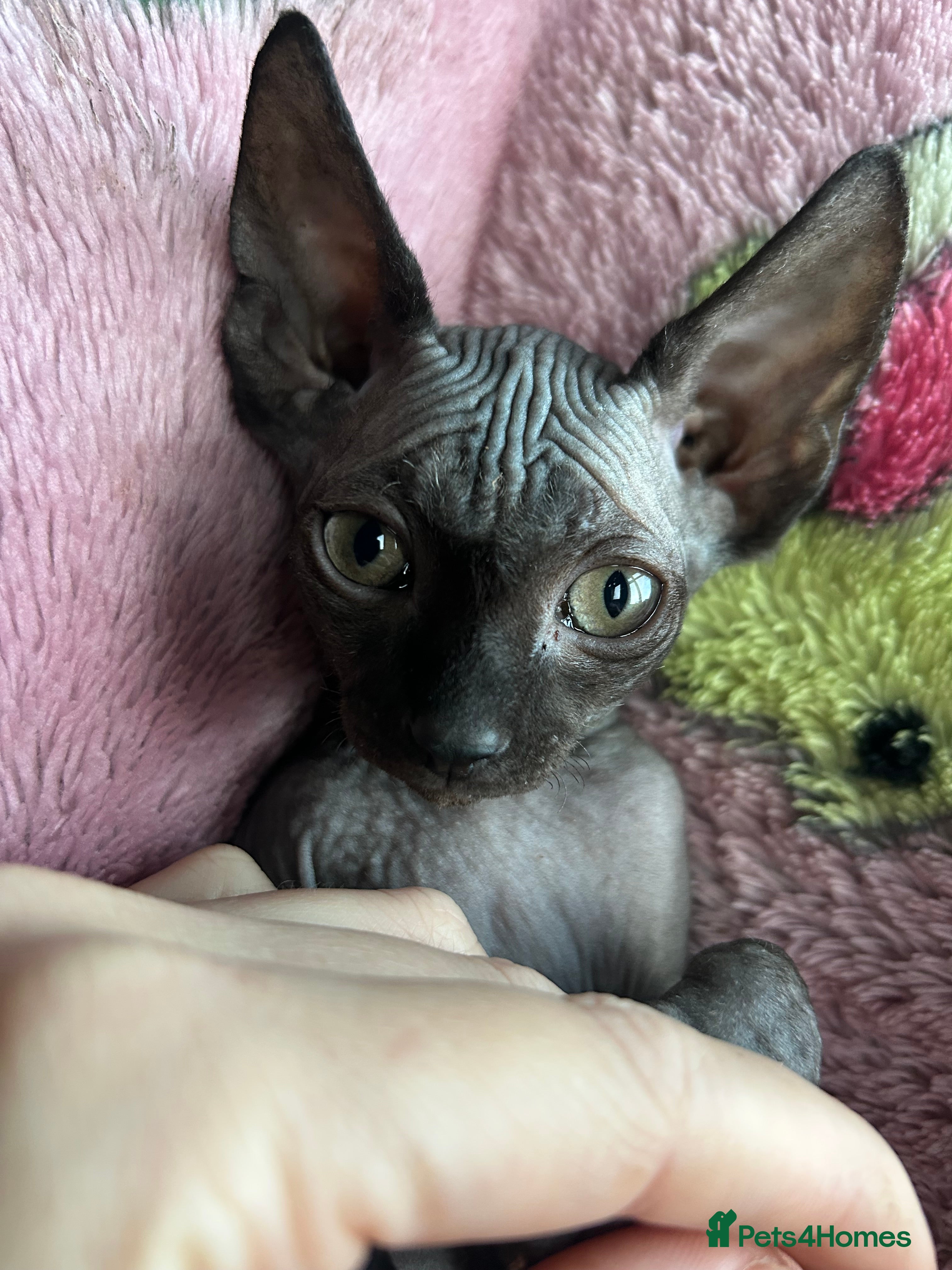 Sphynx cats Pure Canadian Sphynx - Advert 7