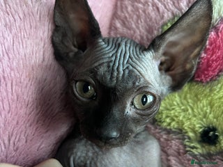 Sphynx cats Pure Canadian Sphynx - Advert 2