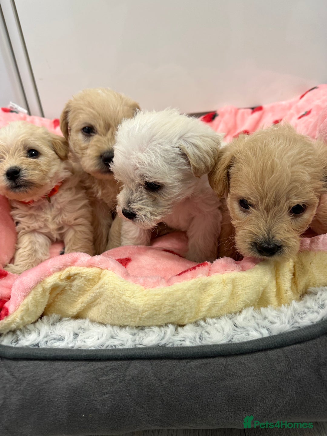 Mixed Breed dogs for sale: Westiepoo puppies - Advert 3
