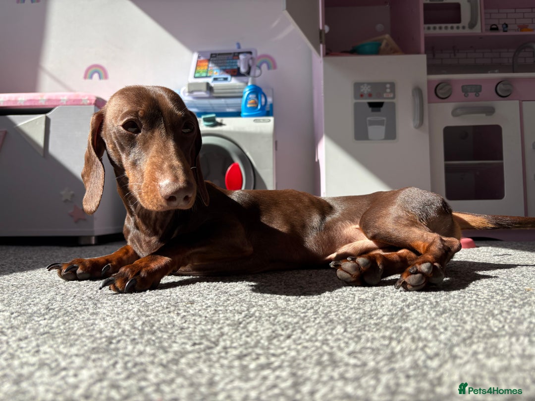Miniature Dachshund dogs for sale: Rehome miniature dachshund  - Image 3
