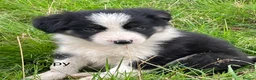 Border Collie dogs for sale: Farm bred border collie puppies - Advert 10
