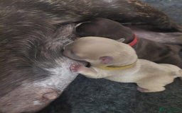 French Bulldog dogs for stud: Latte male proven stud in Harpenden - Image 18