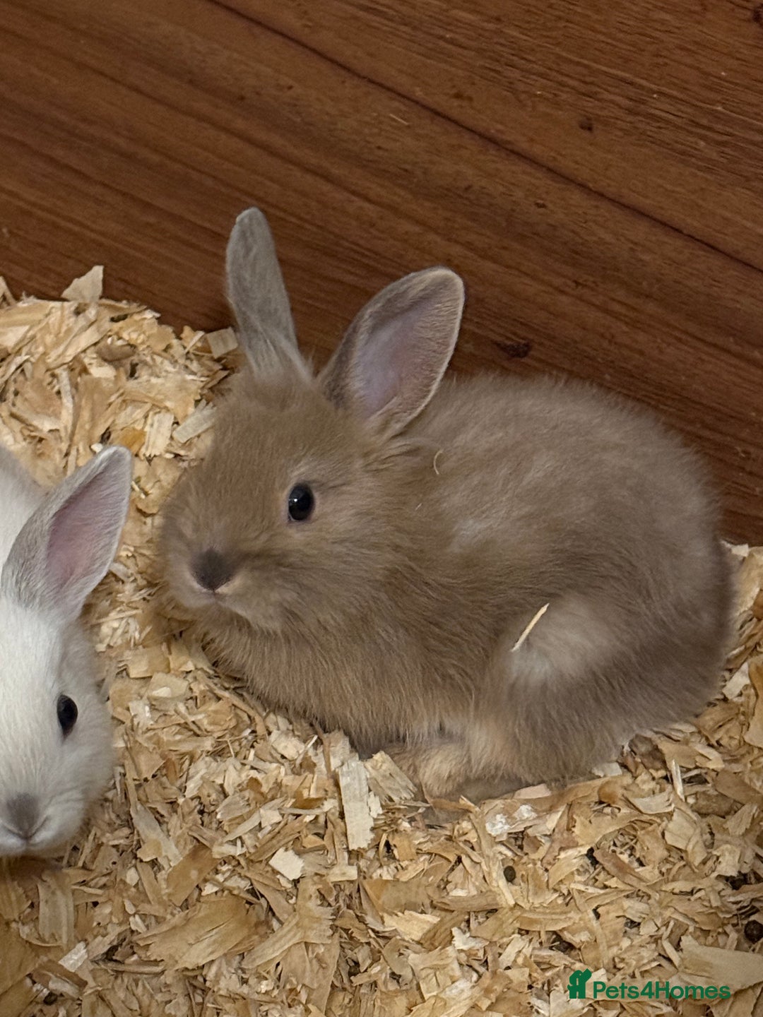 Lionhead rabbits for sale: Pure bred Lion heads available now - Advert 8