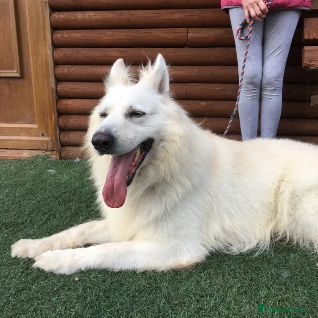 German Shepherd dogs for stud: KC Reg Cheyenne fully Health Tested at stud in Wisbech - Advert 6