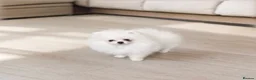 Pomeranian dogs for sale: 🐻Tiny Boys🔥Outstanding Quality  - Advert 3