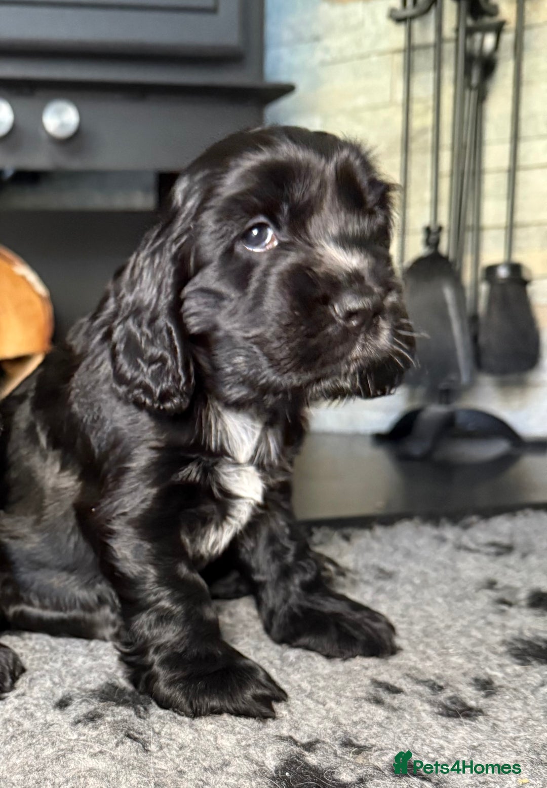 Cocker Spaniel dogs for sale: Show cocker spaniel  - Advert 15